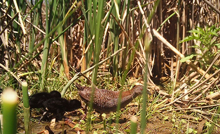 An Eastern Black Rail parent with chicks at John Martin Reservoir. Photo courtesy of CPW. 
